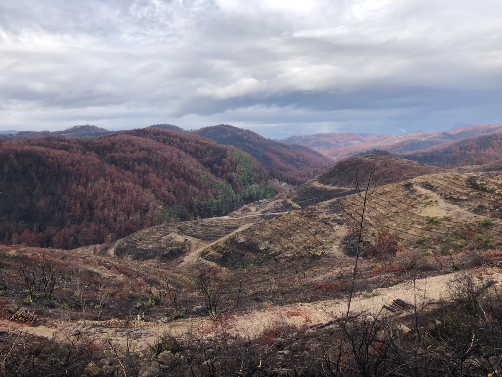 Yeni Orman Yangınları Çağına Hazırlıklı mıyız? 