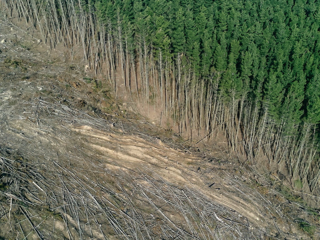 Yeni Rapor: Ormansızlaşma Emisyonları Daha Önce Düşünülenden Çok Daha Yüksek Seviyelerde