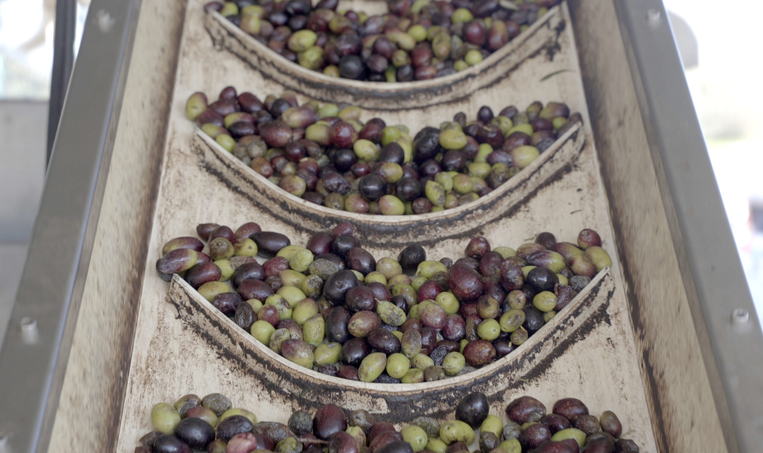 Yeni Rapor: Milas’ın Geleceği “AB tescilli” Zeytinyağında, Kömürde Değil 