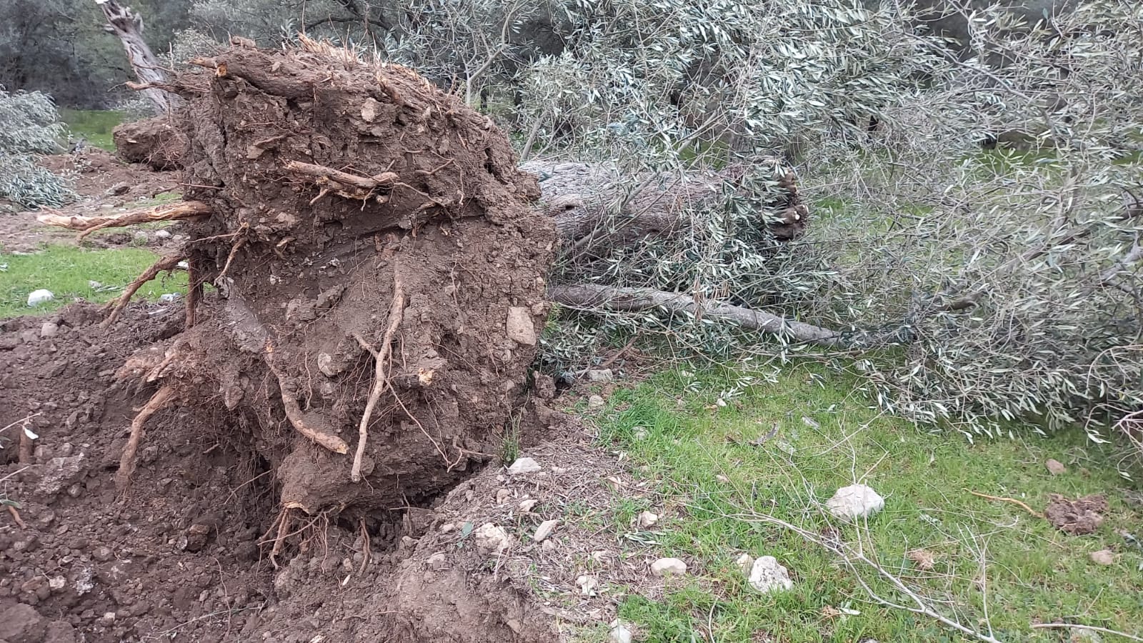 “Zeytinime Dokunma” Diyenler Kazandı, İş Makinaları Geri Çekildi