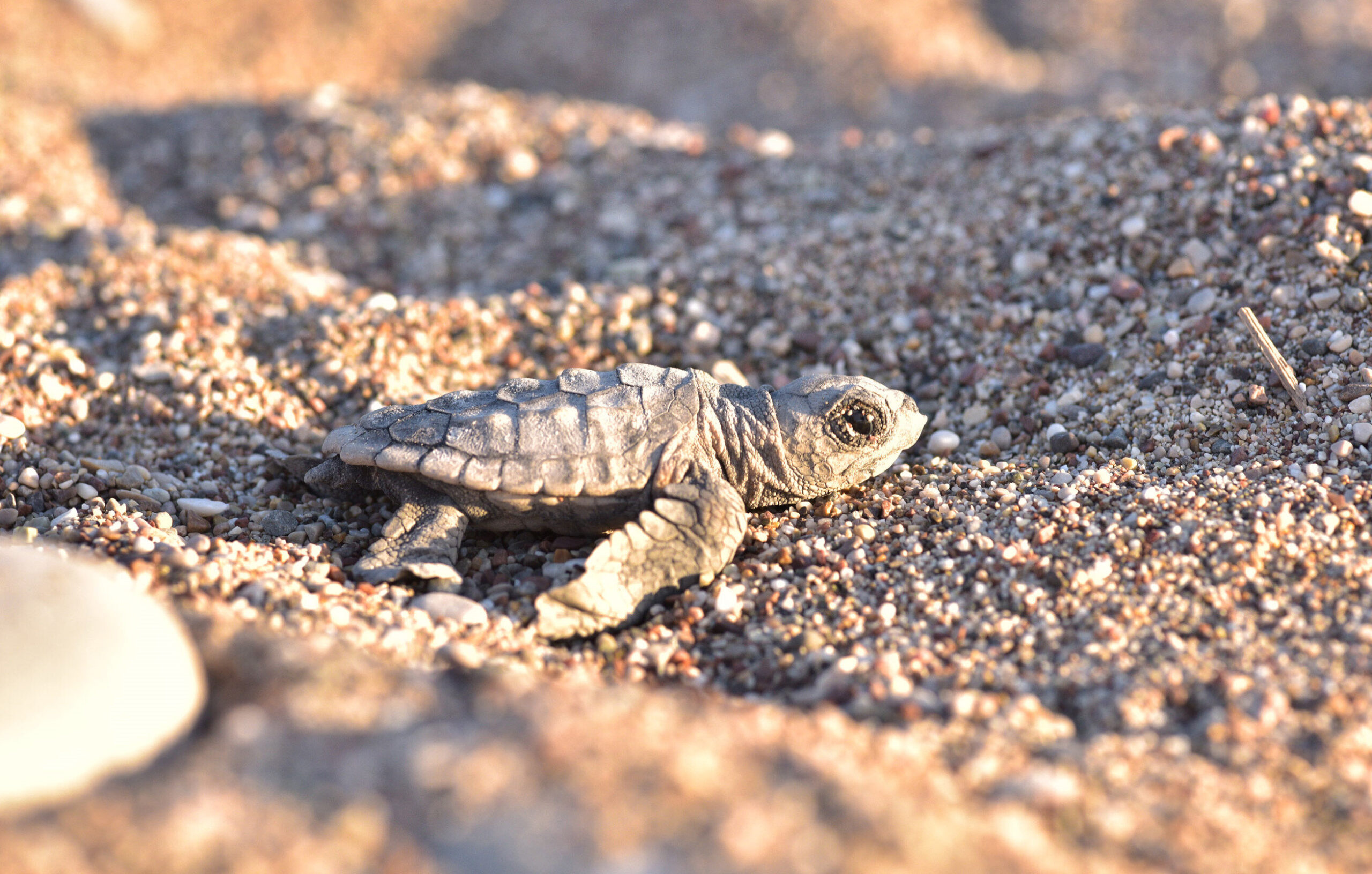 İklim Değişikliği Caretta Caretta’ların Neslini Tehdit Ediyor