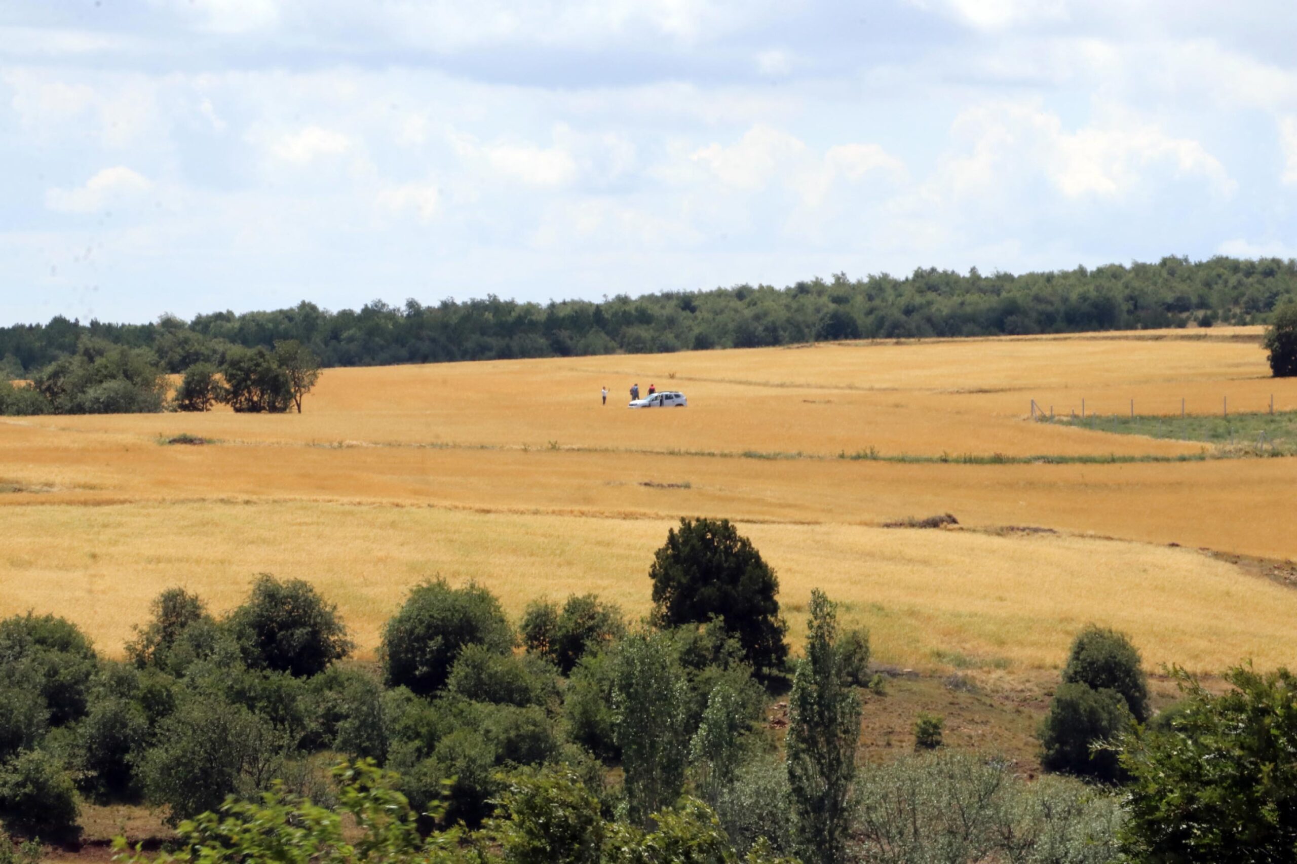 15 Dakikalık Dolu 500 Dönüm Arazide Ekili Arpayı Yok Etti