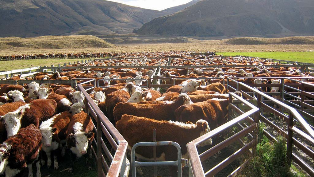 Yeni Zelanda Seragazlarını Azaltmak için Koyunlardan ve İneklerden Çıkan Gazları Fiyatlandıracak