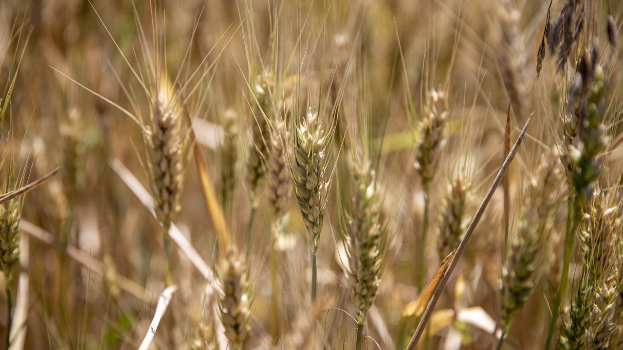 Van Gölü Havzası’ndaki Buğday Çeşitleri Koruma Altına Alınıyor