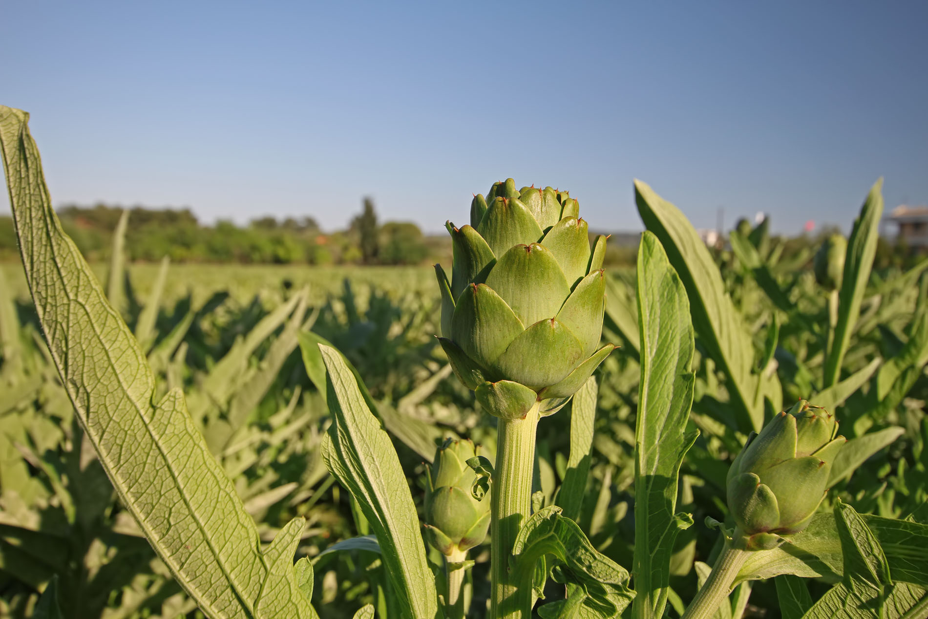 Izmir’s Vision for Circular Agriculture