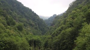 orman