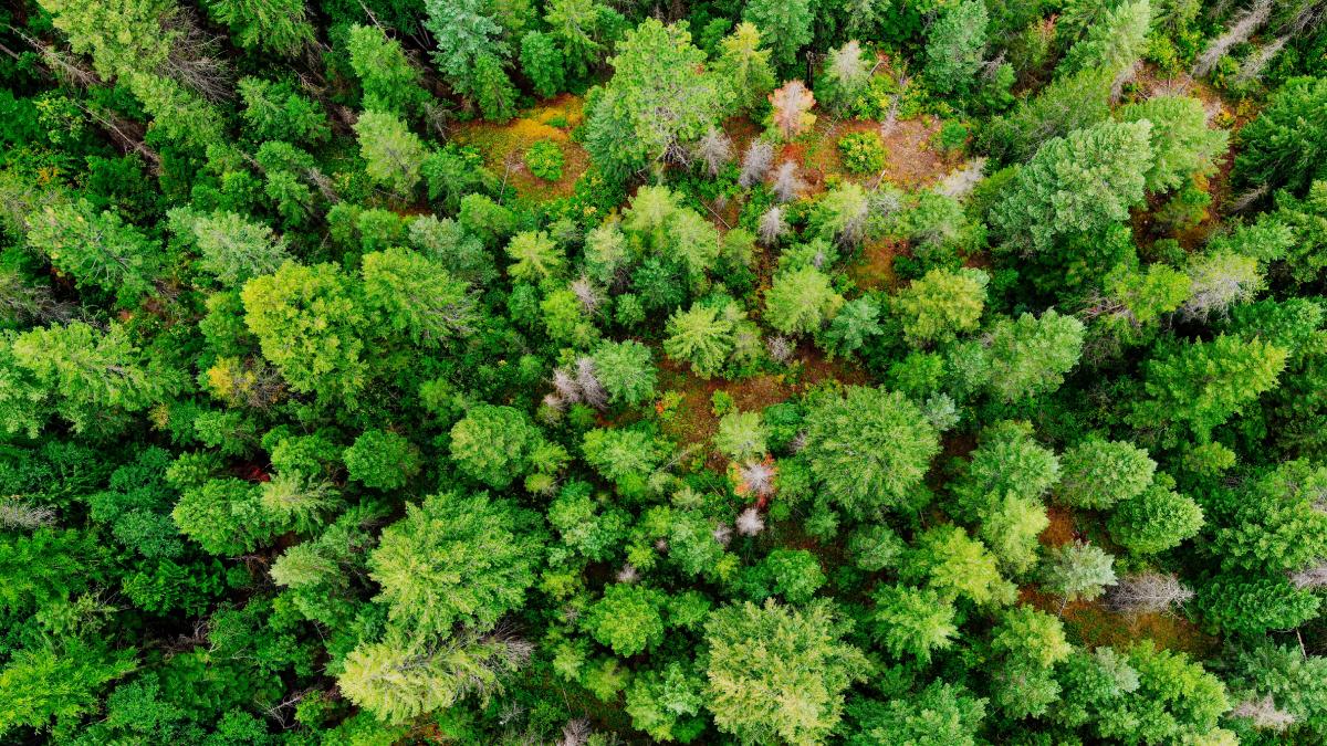 Yeşil Adil Dönüşüm Sözleşmesi