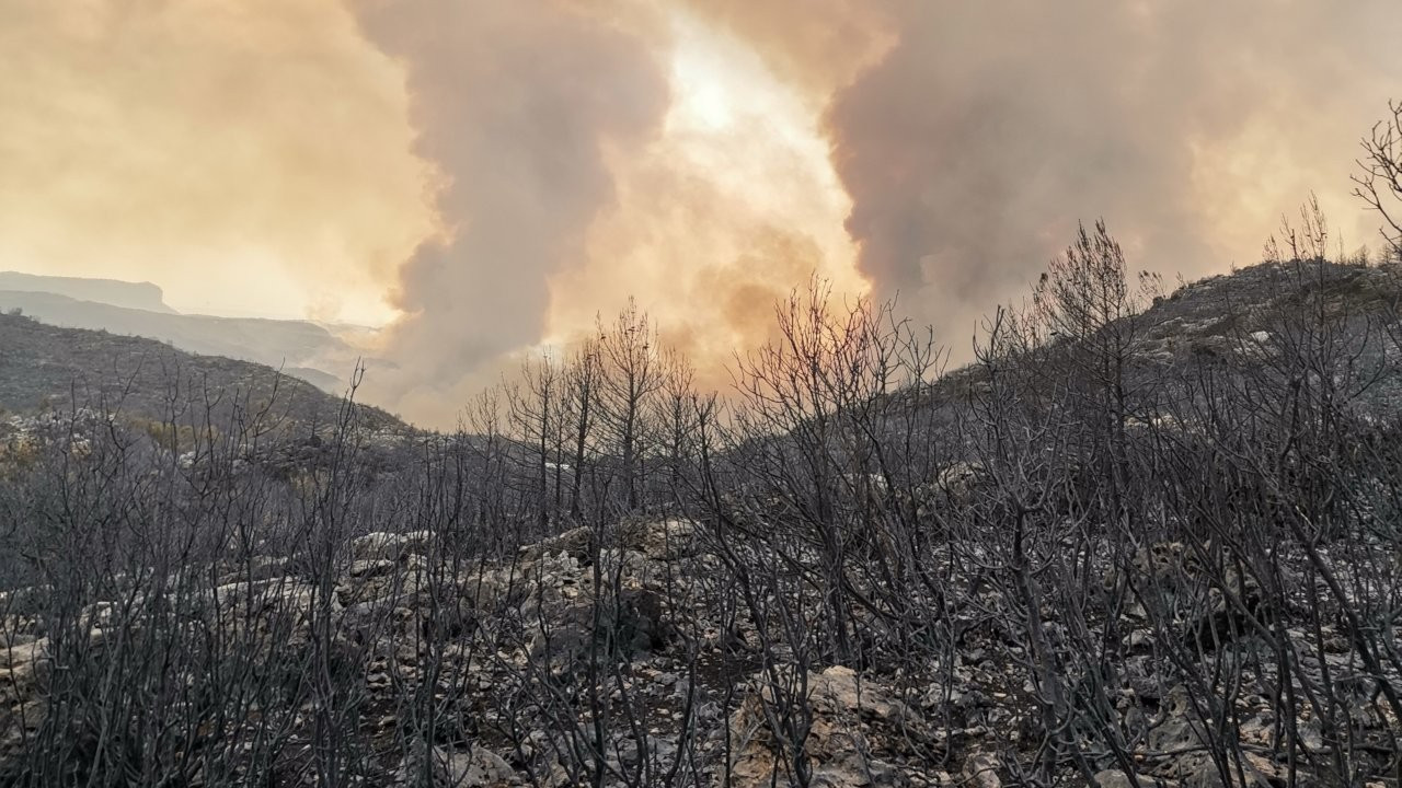 Mega Yangınlar Biyoçeşitliliği Tehdit Ediyor: Koruma Şart