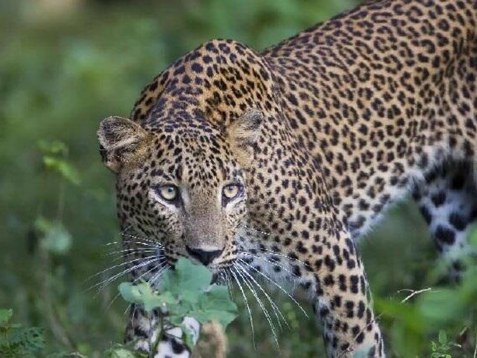 Nesli Tehlike Altındaki Türler