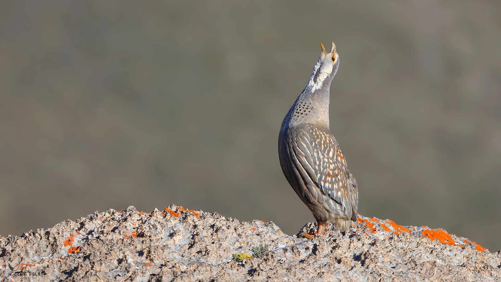 Nesli Tehlike Altındaki Kuşların Sesi Kaybolmaya Yüz Tutmuş Enstrümanlarla Buluştu