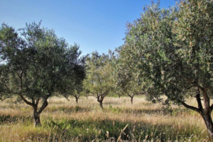 zeytinlik