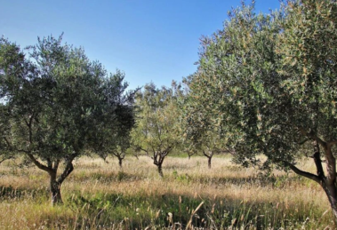 zeytinlik