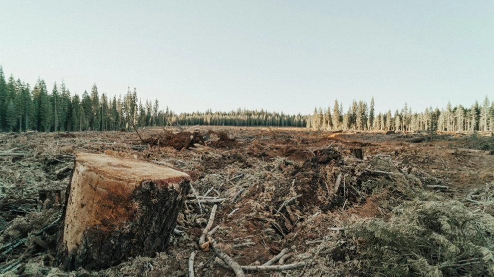 roya-ann-miller-BkTsP32Dfnc-unsplash k