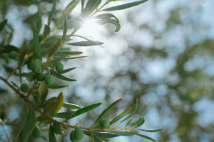 zeytin