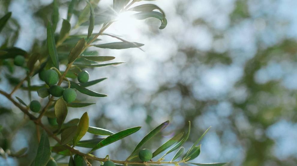 zeytin