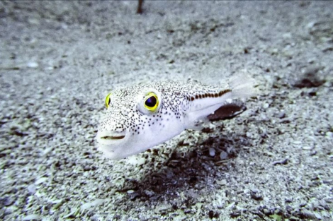 zehirli istilacılar