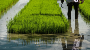 dineshkumar-m-iSMmv03vwxg-unsplash