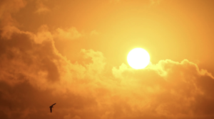 Dünya Meteoroloji Örgütü