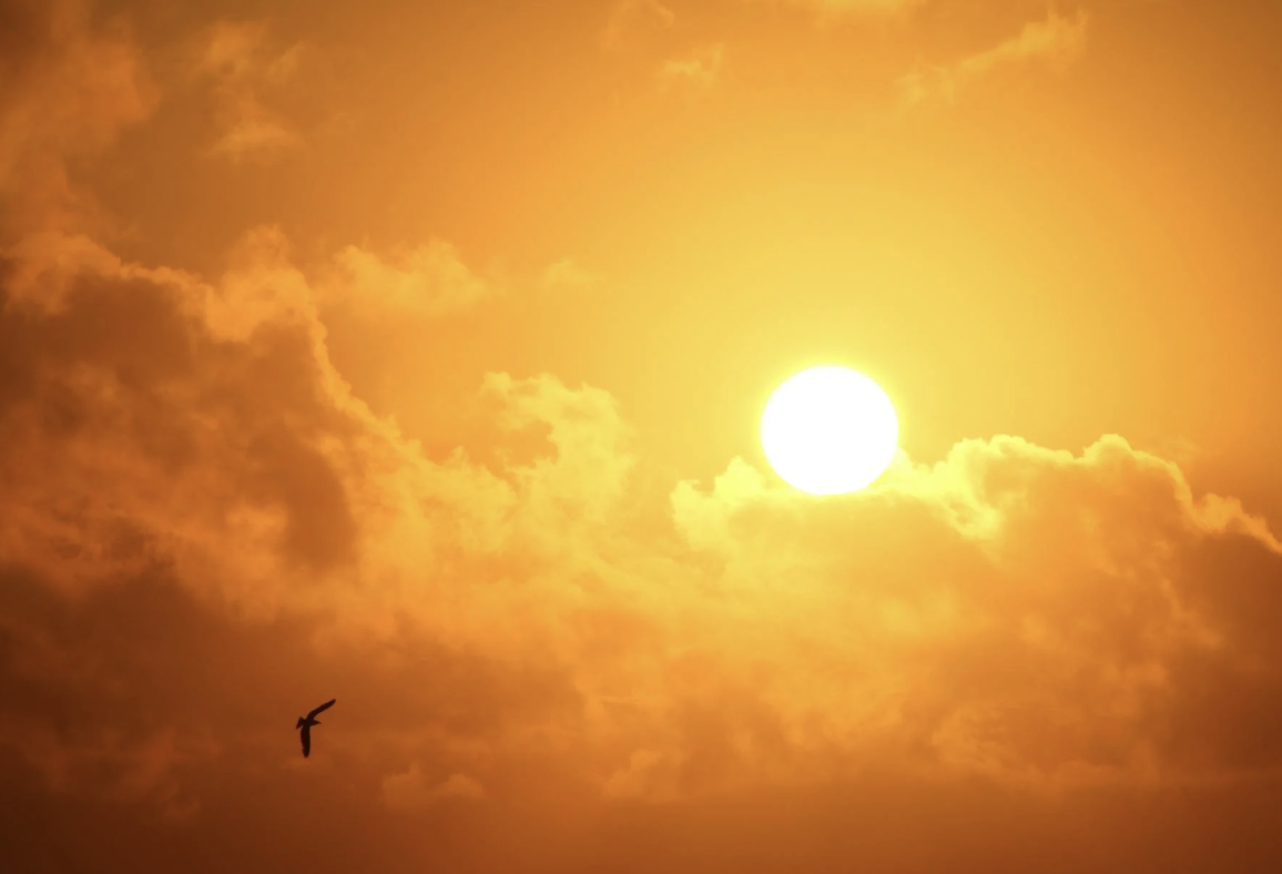 Dünya Meteoroloji Örgütü