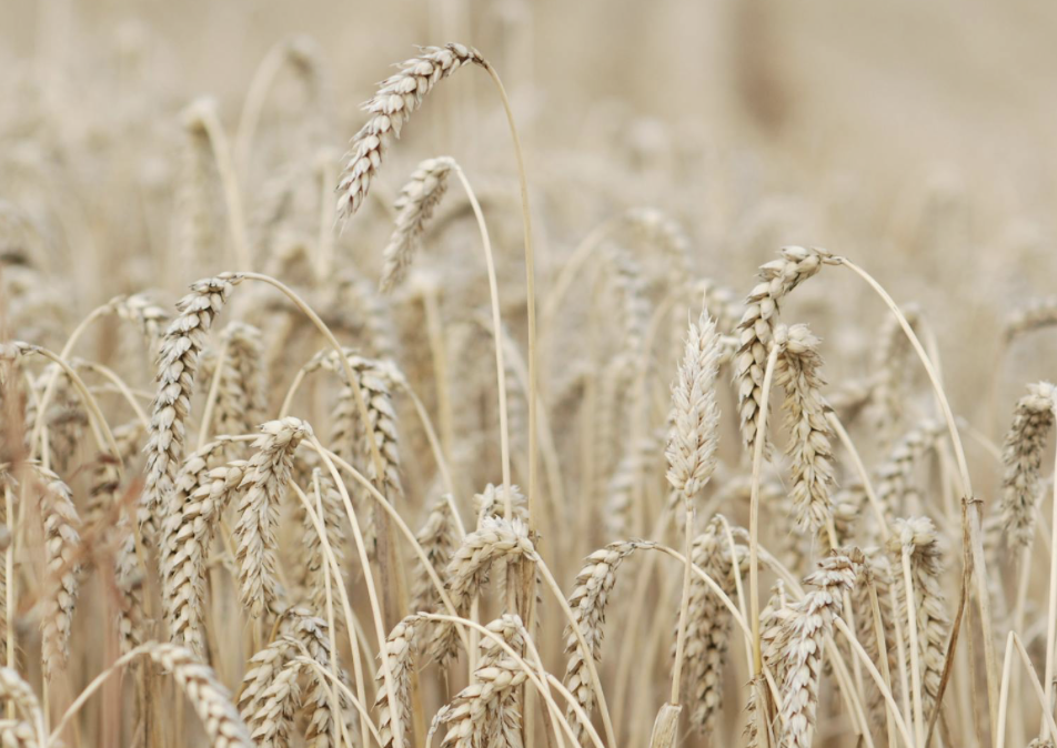 buğday