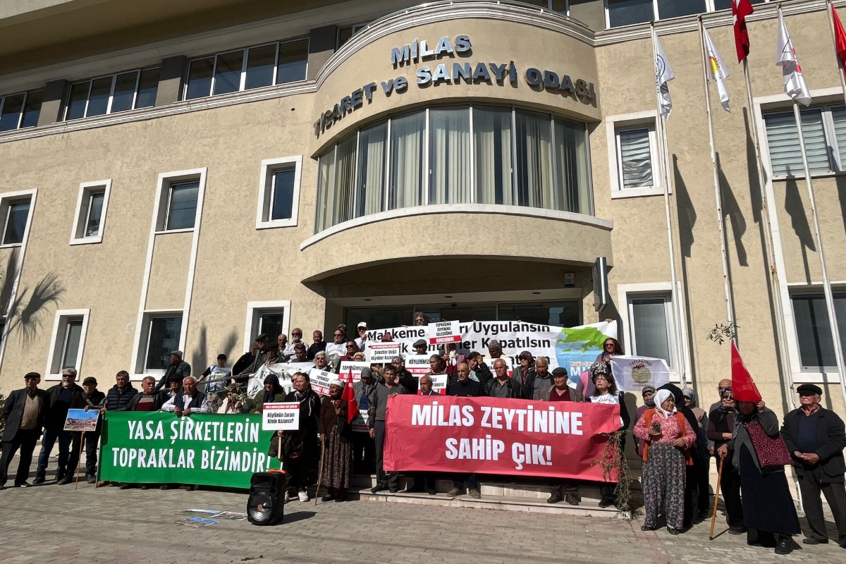 İkizköylülerden Zeytin Tepkisi: “Milas Zeytinine Sahip Çık!”