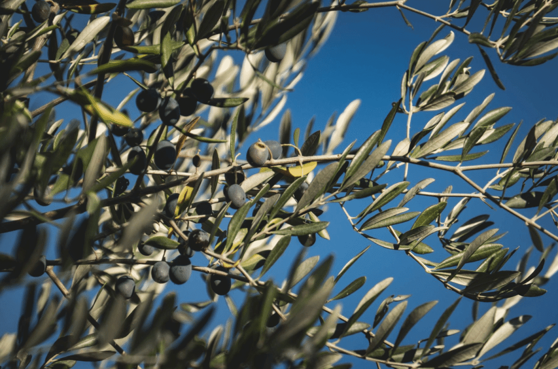 zeytin atlası