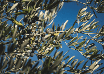 zeytin atlası
