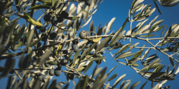zeytin atlası