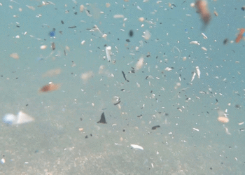mikroplastik
