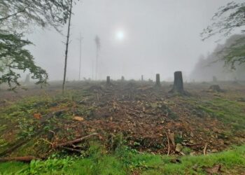 cop17